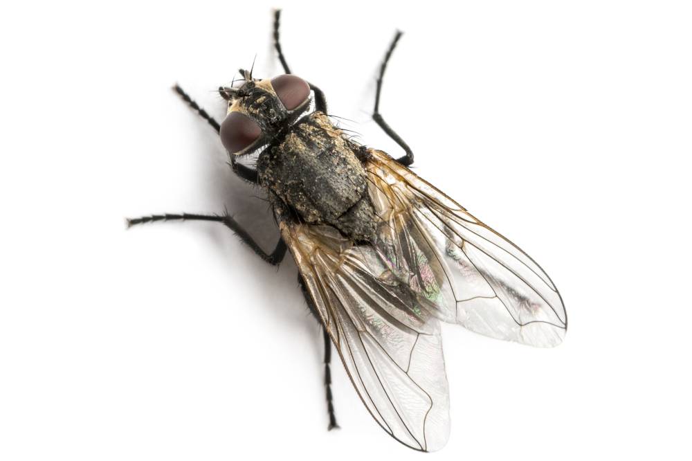 ciencia mosca