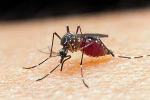 malaria mosquito anopheles260420212826